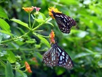 IMG_5058