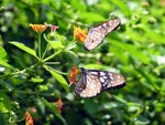 IMG_5059