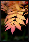 Flora51203