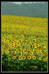 Sun Flower at Biei