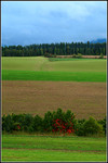 Farm at Biei
