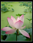 LotusG0324a