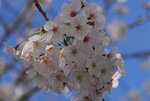 D23_1462aa