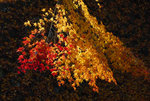 D22_8163a