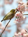 DSCF3874a