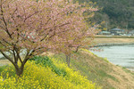 Sakura Sakura