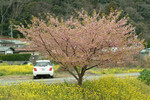 Our rented car under Sakura tree