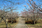 Peach tree flower