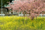 DSCF54156a