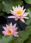 DSCF0470