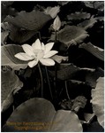 Lotus 003