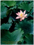 Lotus 004