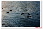 _MG_5963