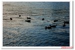 _MG_5970
