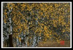 IMG_6743