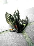 deadfly