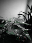 nocolour