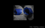 the fading colour_750