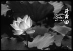 img018bw2