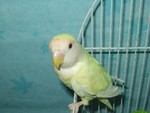 Bird01