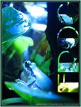 �a���L���ͪF�F~FROG