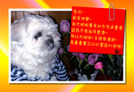 Rainbow�s�~�P��o
