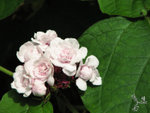 IMG_0065_3