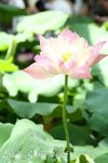 IMG_9262_s