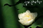 IMG_9268_s