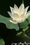 IMG_9436_s