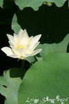 IMG_9441_s