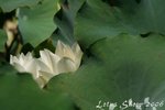 IMG_9446_s