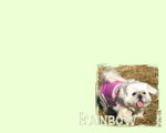 rainbow06