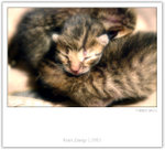 IMG_7855_copy