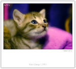 IMG_8272_copy