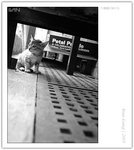 IMG_8551_copy