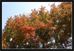 IMG_0043_copy