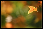 IMG_0045_copy