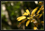 IMG_0075_copy