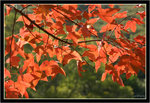 IMG_0091_copy