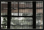 IMG_0176_copy