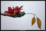 IMG_4263_copy