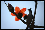 IMG_4339_copy