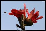 IMG_4399_copy