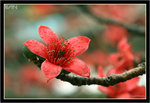 IMG_8907_copy