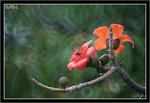 IMG_8917_copy