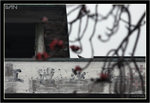 IMG_8920_copy
