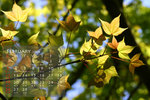 feb_resize