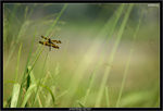 IMG_5157_copy