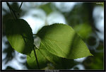 IMG_5205_copy
